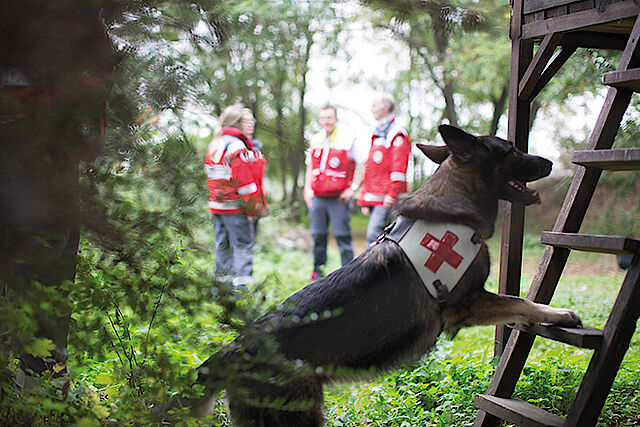 DRK - Rettungshundearbeit